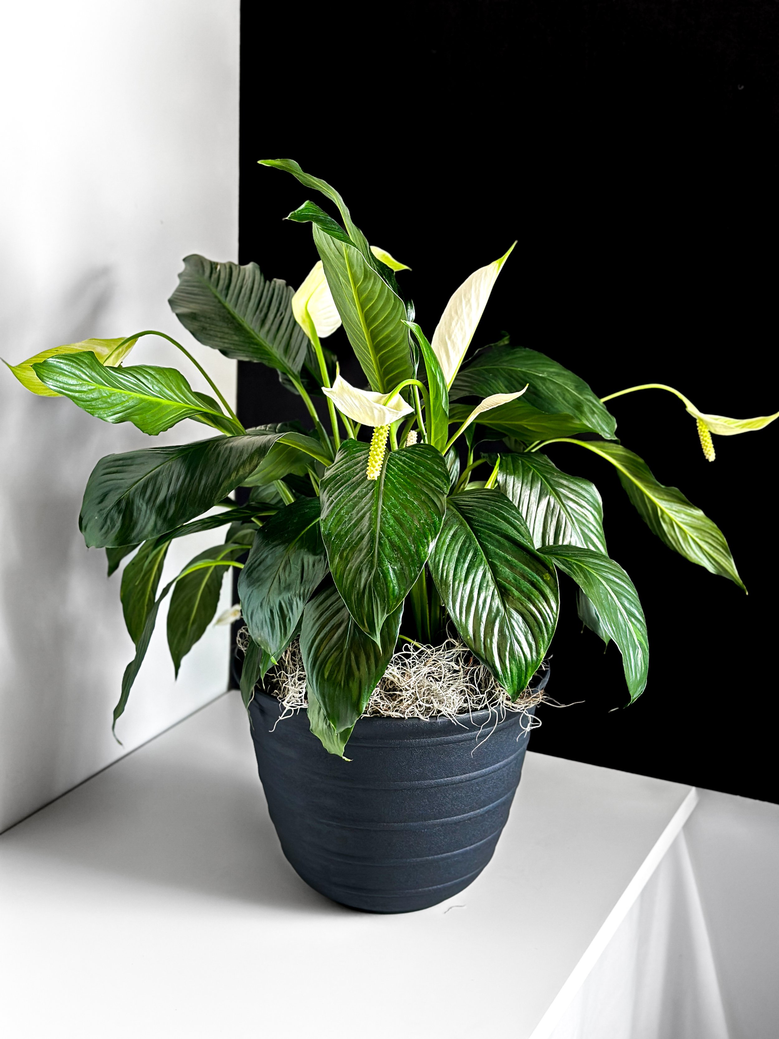 Spathiphyllum Plant (Peace Lily)