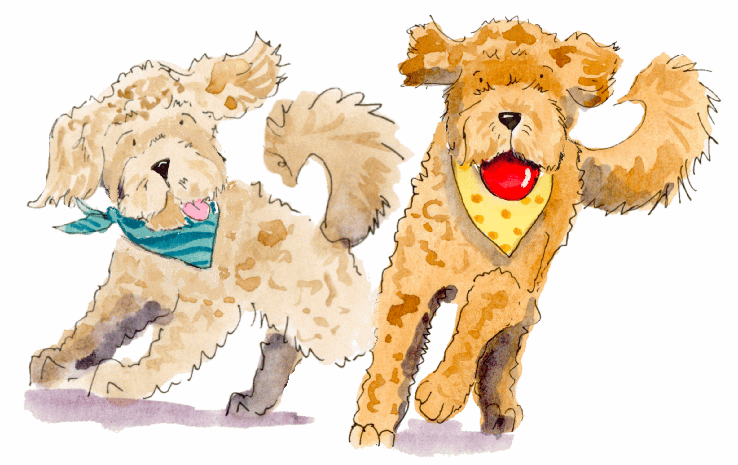 Watercolor illustration of two playful dogs, a cream-colored poodle with a blue bandana and a brown and black doodle with a yellow bandana and red ball in its mouth, on a neutral background.