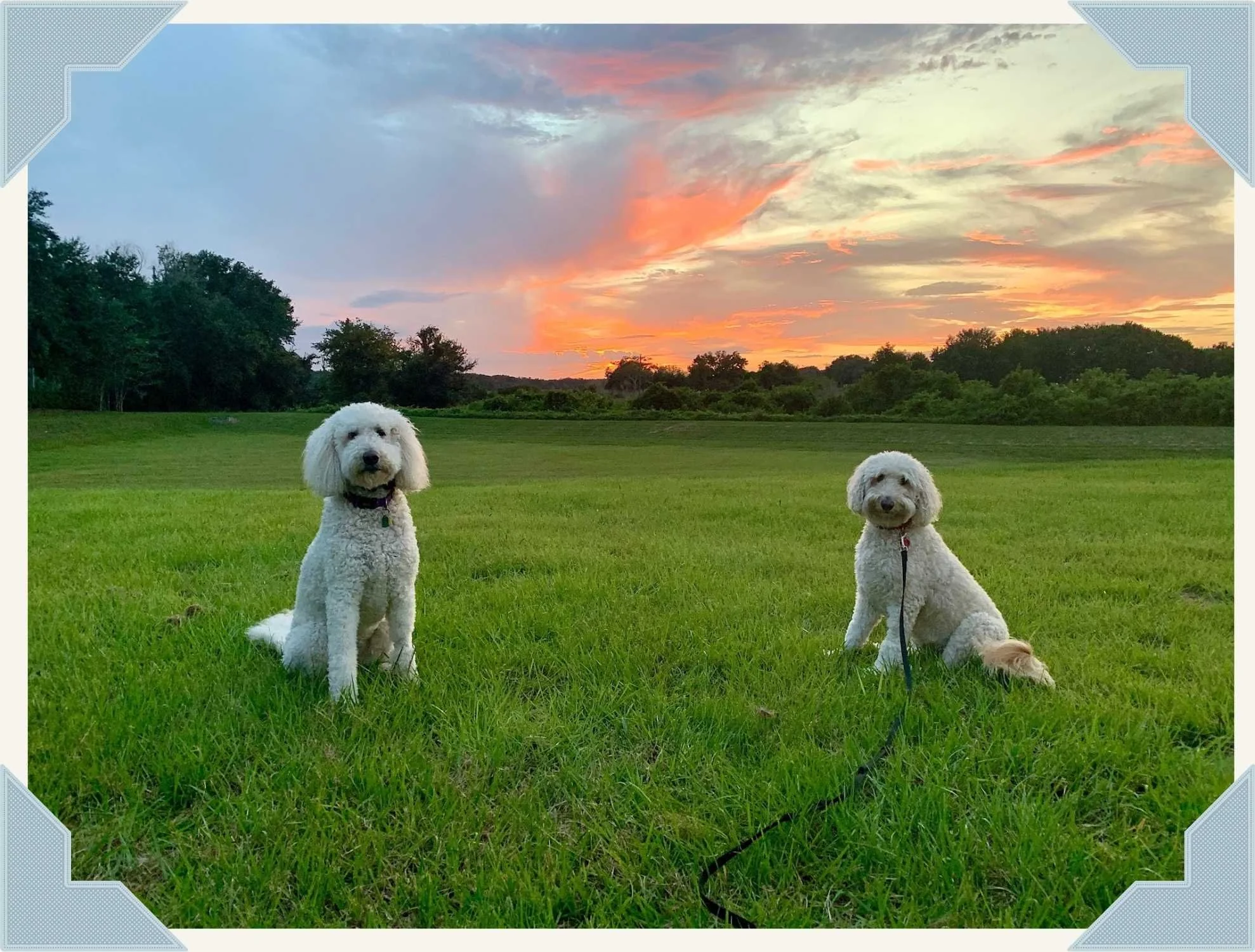 Two white poodles sitting on green grass during sunset with colorful sky and trees in the background.