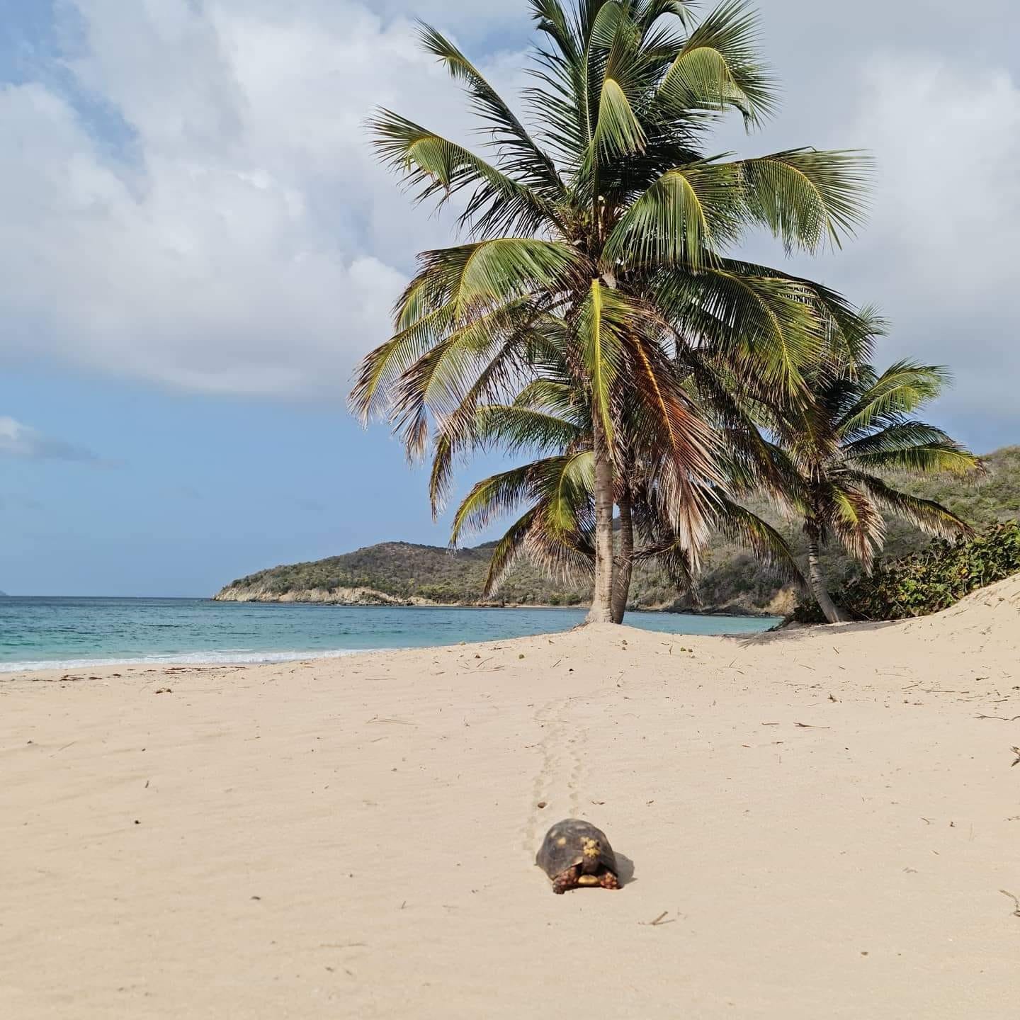 A tropical beach scene with a palm tree, a black turtle shell on the sand, and the ocean with hills in the background.