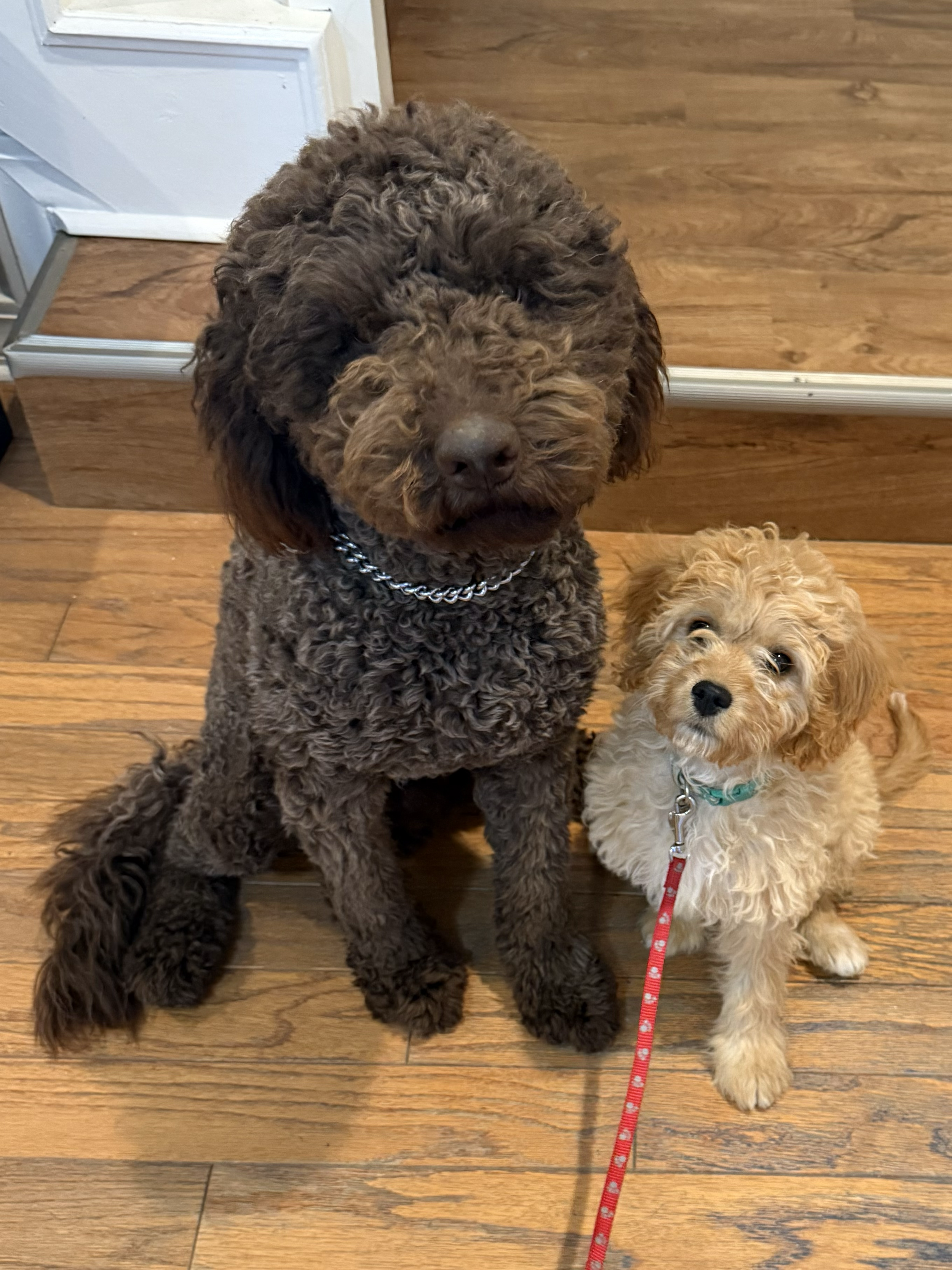 Roscoe + Daisy