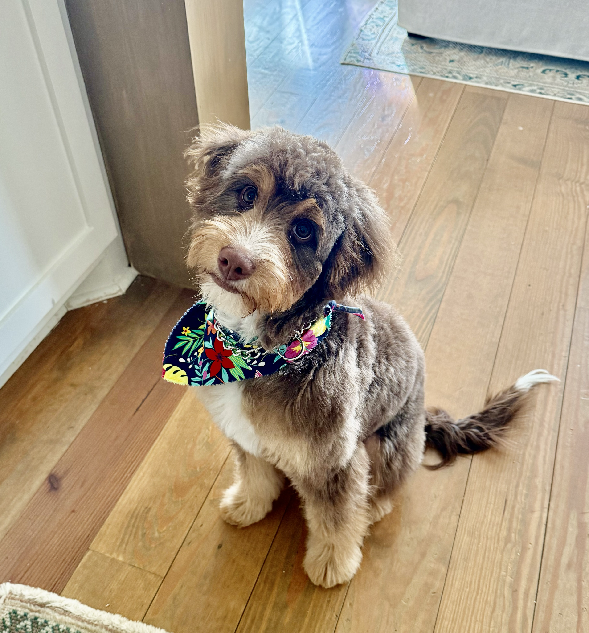 Daisy -- Bernedoodle