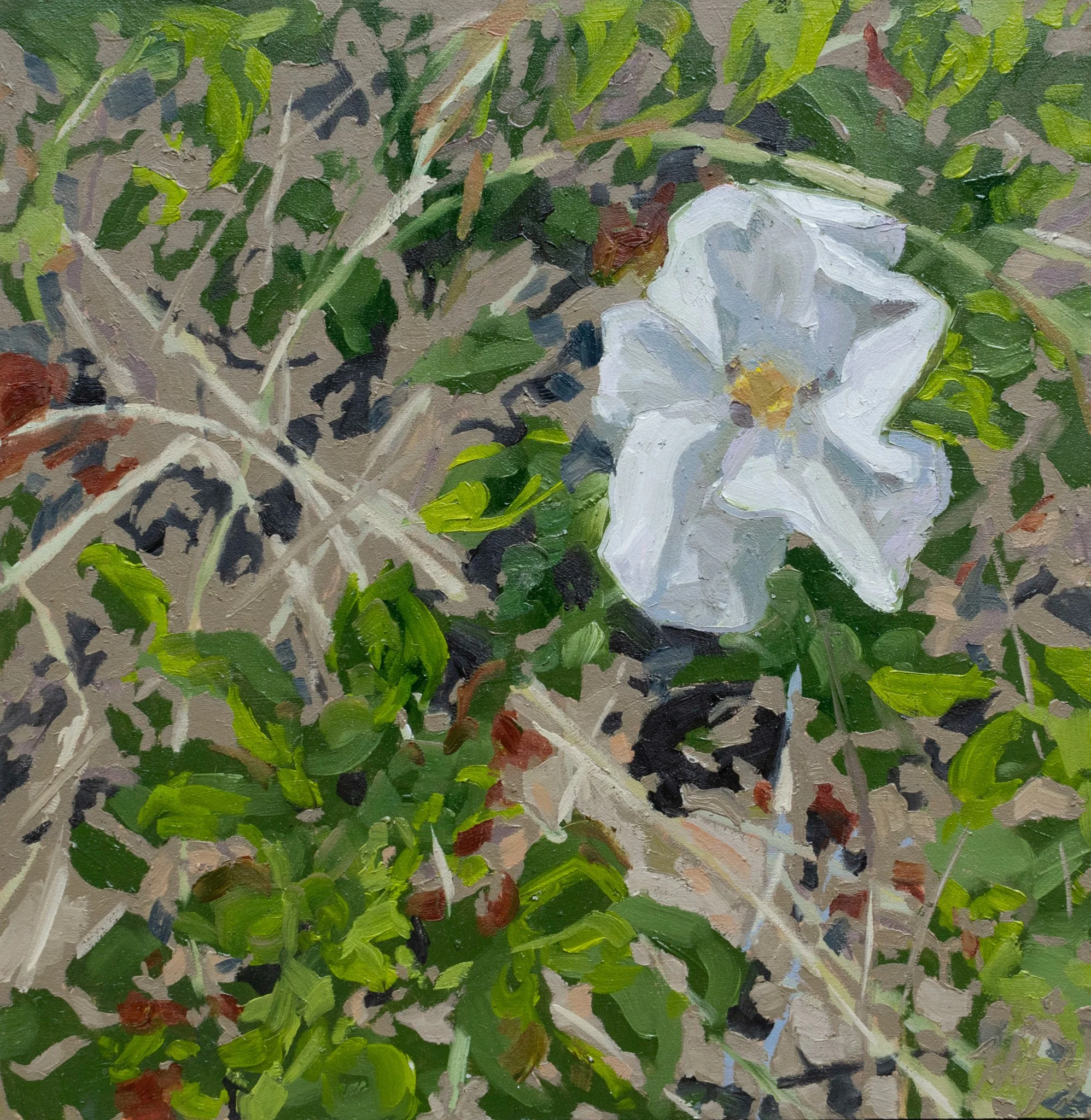 The White Rose, 12.25x12", oil on board, 2024, $100
