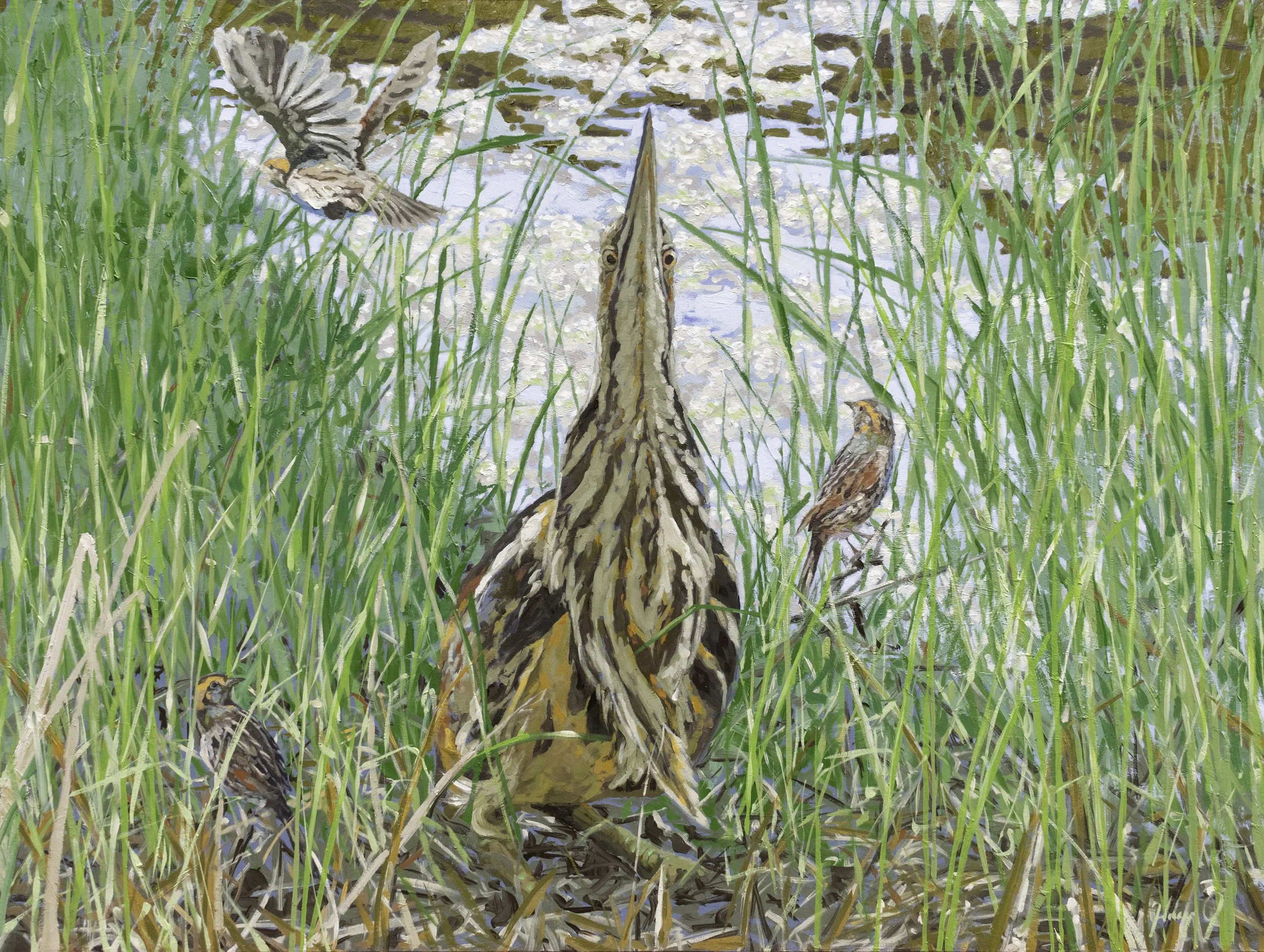 Life in the Cordgrass, 36x48", oil on canvas, 2023, $2,000