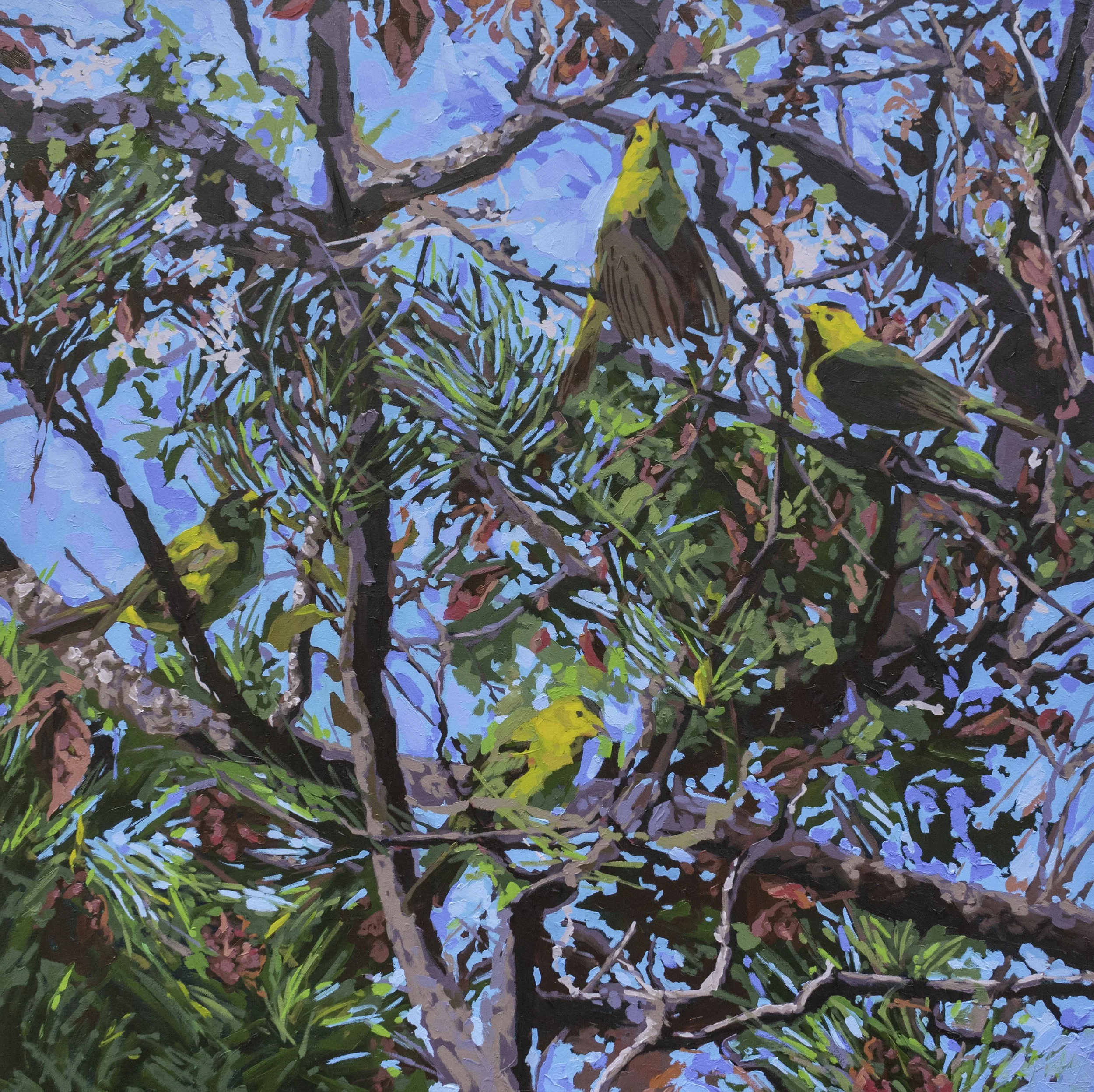 Warblers in the Green, 32x32", oil on canvas, 2025, sold 