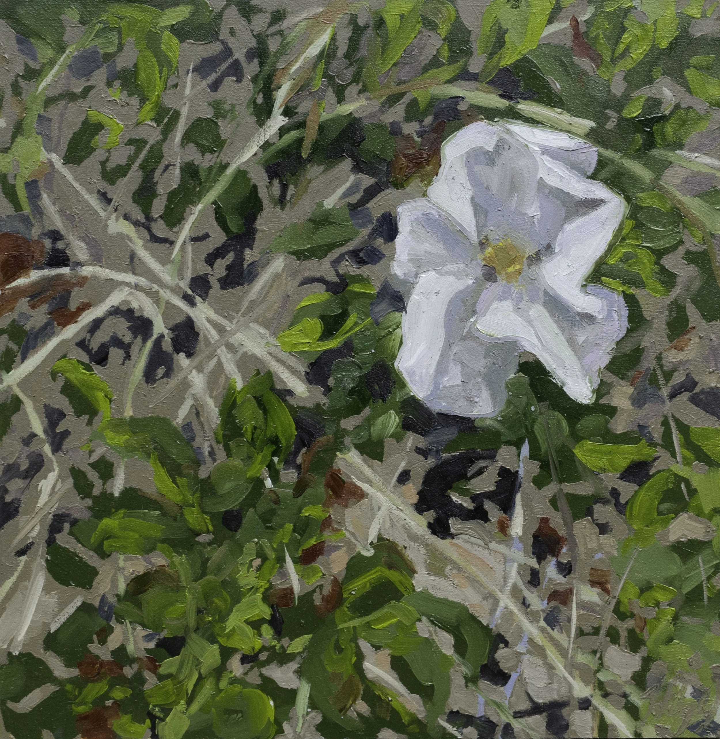 The White Rose, 12.25x12", oil on board, 2024, $100