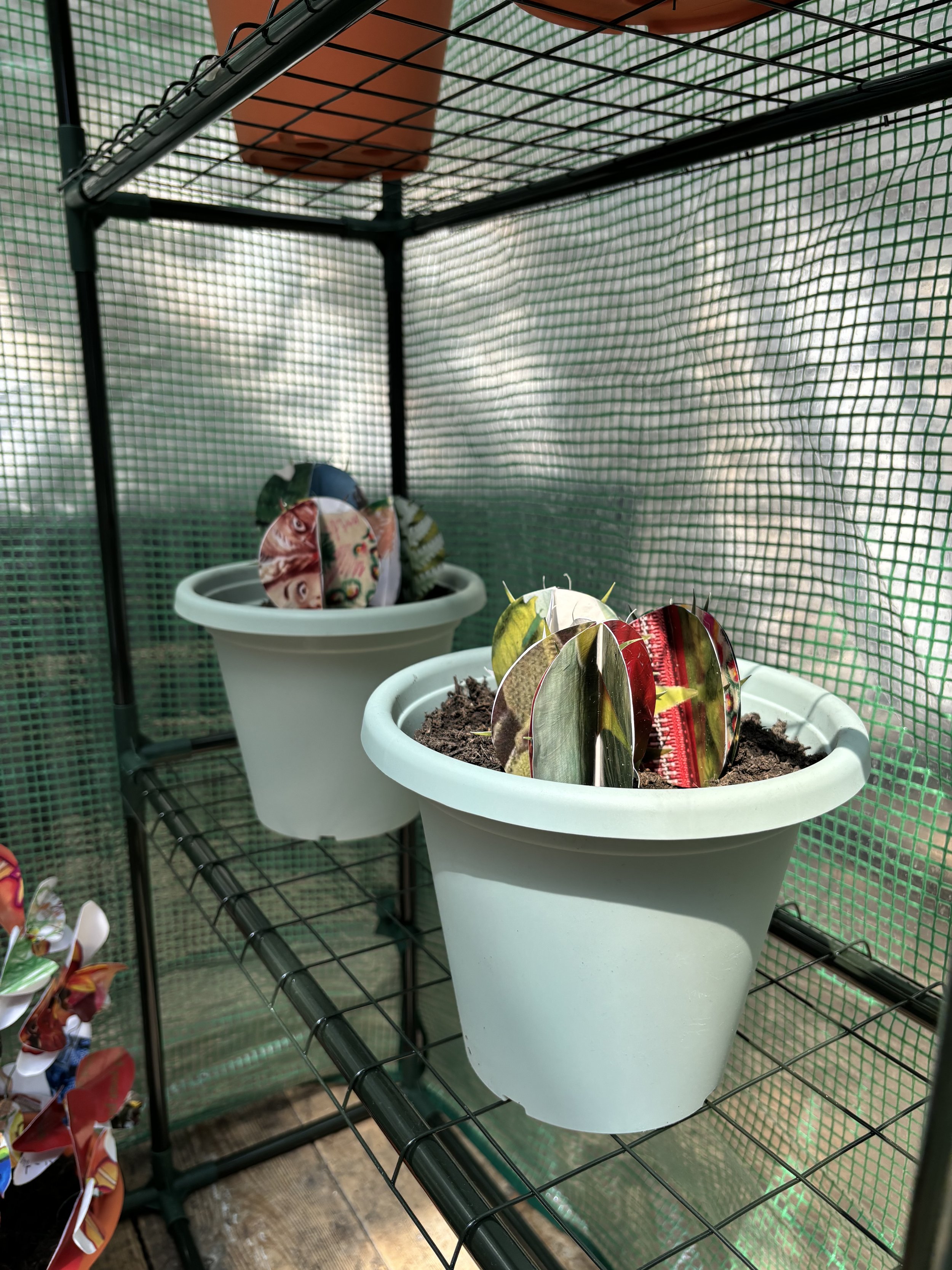 Large flowerpots on a black metal shelf in a green greenhouse, each filled with paper cactus. The paper for the origami is photocopied fashion sketchbook work from this project development.