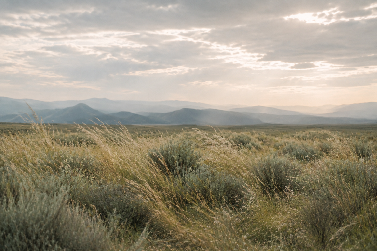Soft meadow grasses beneath an open sky, representing relief from chronic stress and emotional overwhelm.
