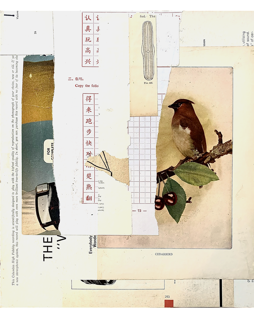 tH_elast (cedarbird, collage, 12.5"H x 10.5"W
