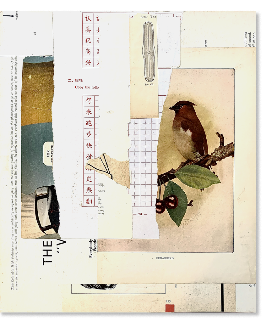 tH_elast (cedarbird, collage, 12.5"H x 10.5"W