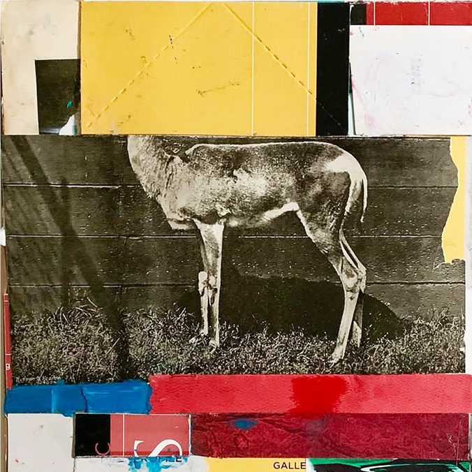 Black and white image of a deer head mounted on a wooden wall with a colorful, collage-style frame around it.