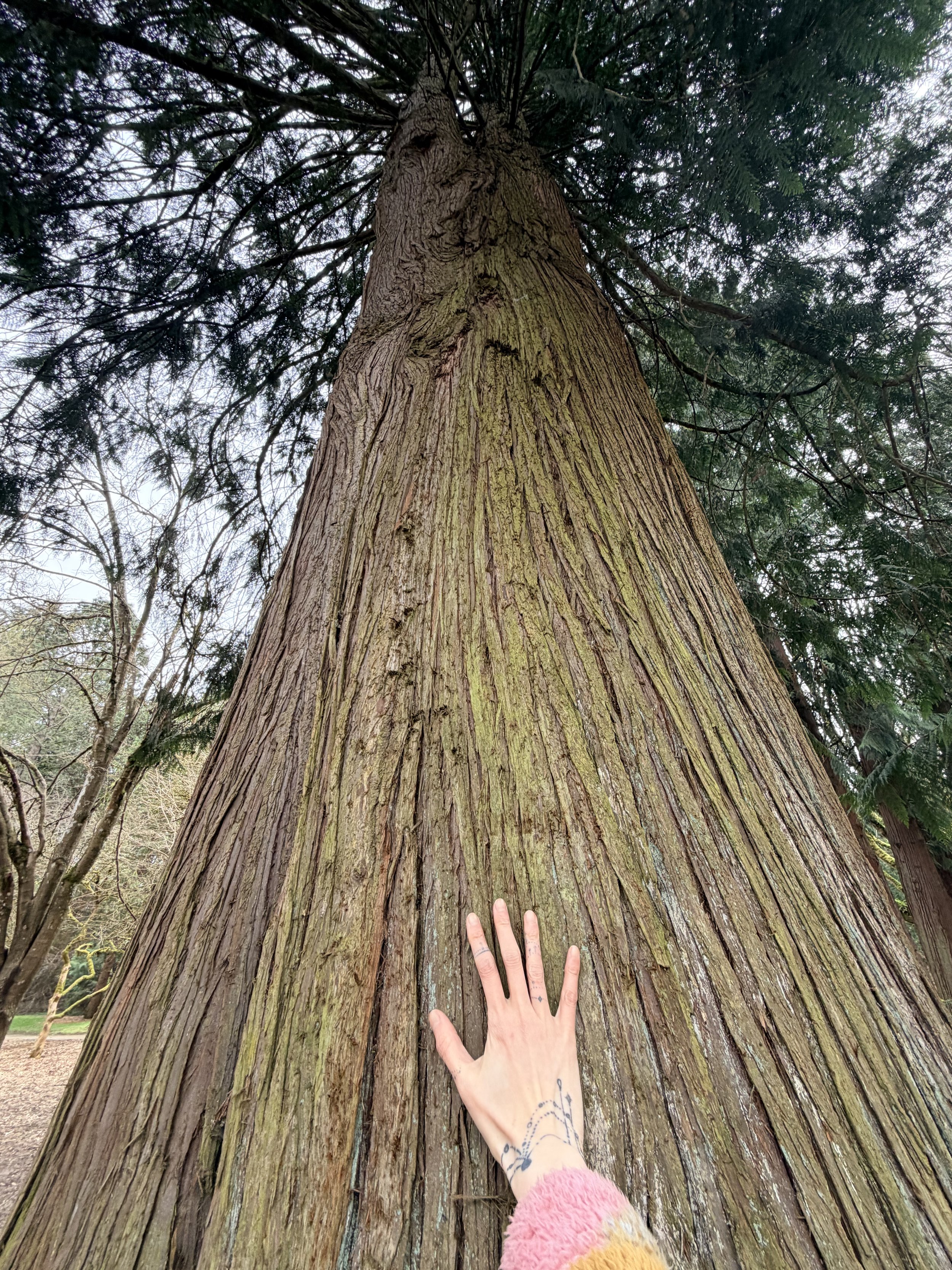 Close-up of a person's hand with tattoos, reaching out and touching the trunk of a very tall tree with textured bark, in an outdoor setting with additional trees and cloudy sky visible in the background.