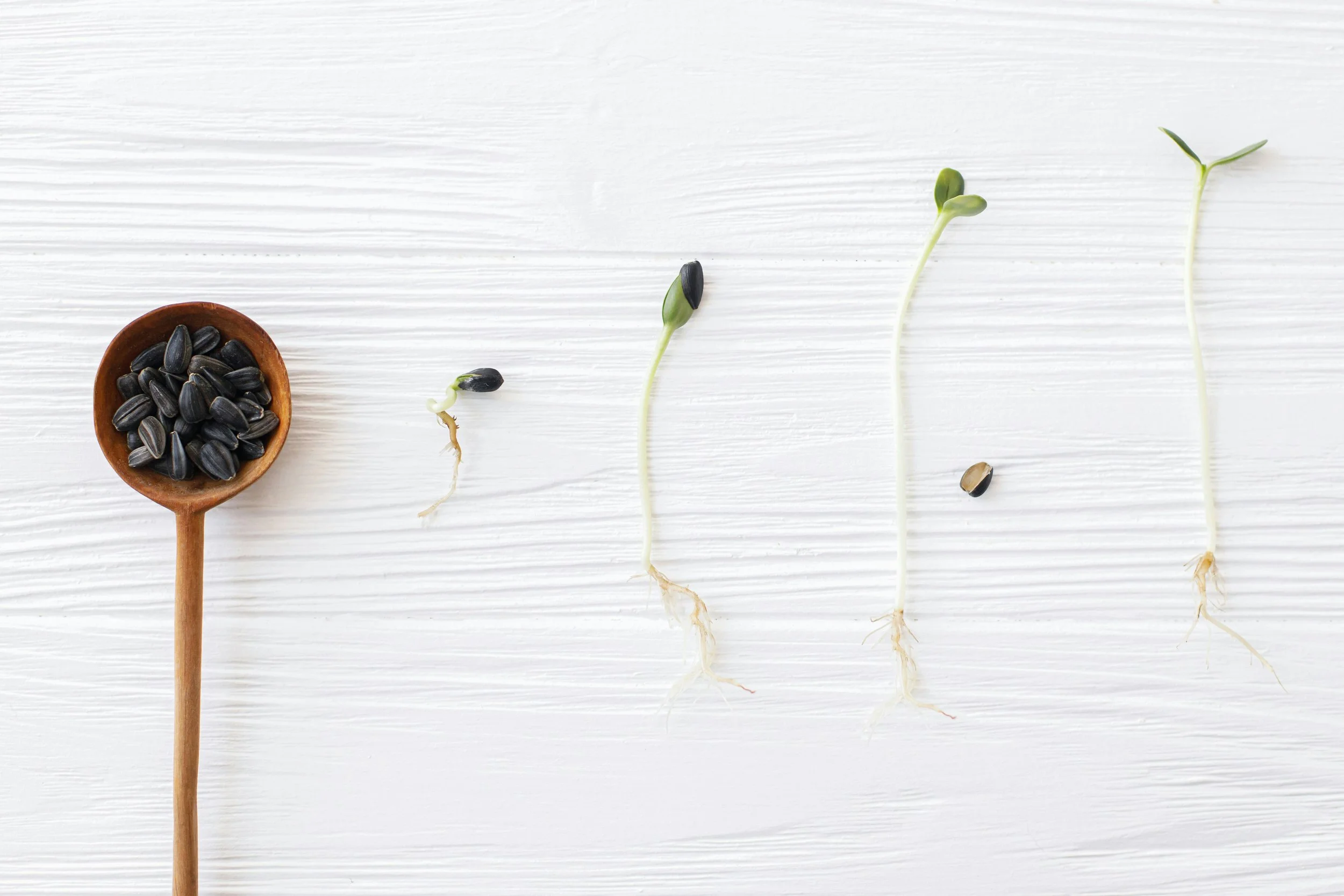 A New Chapter: From Participate to Community Works Collective