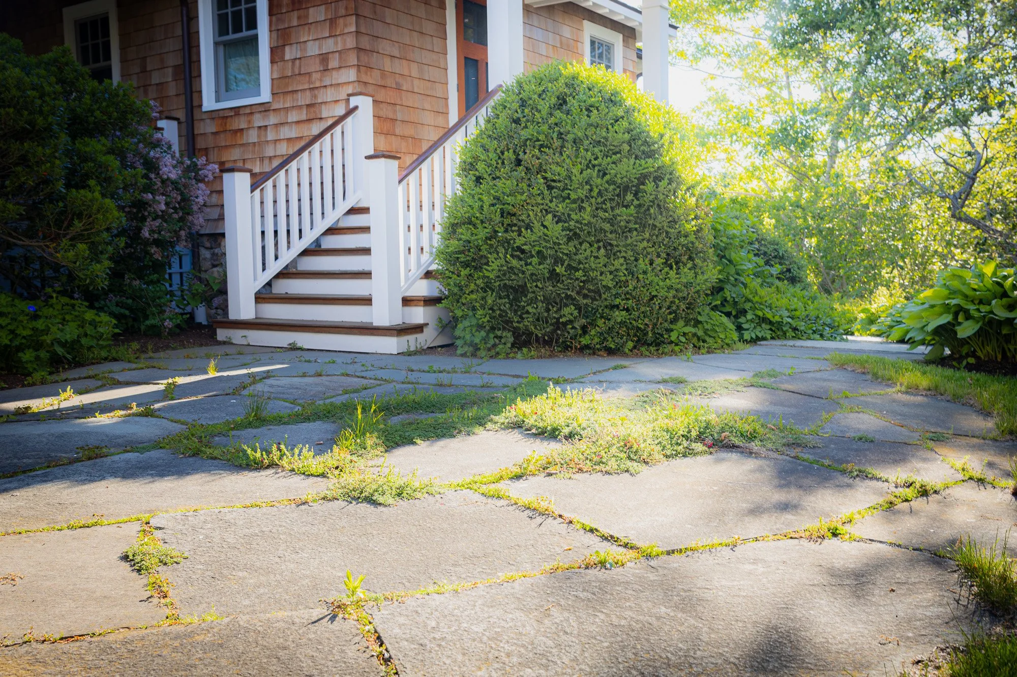 A house with a shingle exterior and white trim, a small staircase leading to a porch, and surrounded by lush green bushes and trees. The sidewalk has patches of grass and weeds growing between the concrete cracks, and sunlight filters through the tre
