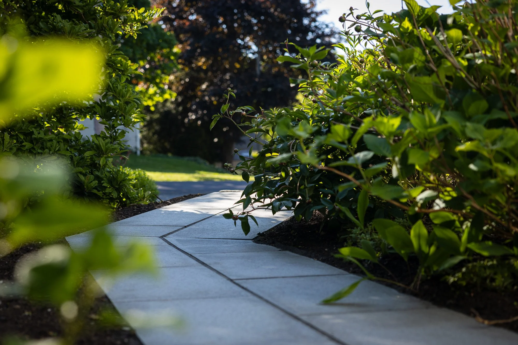A garden pathway with tiles bordered by lush green bushes and trees, sunlight filtering through the foliage.