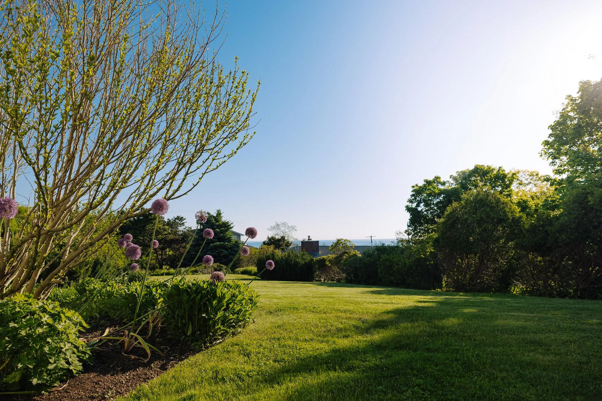 A lush green backyard with a well-maintained lawn, trees, and purple flowering plants, under a clear blue sky with bright sunlight.