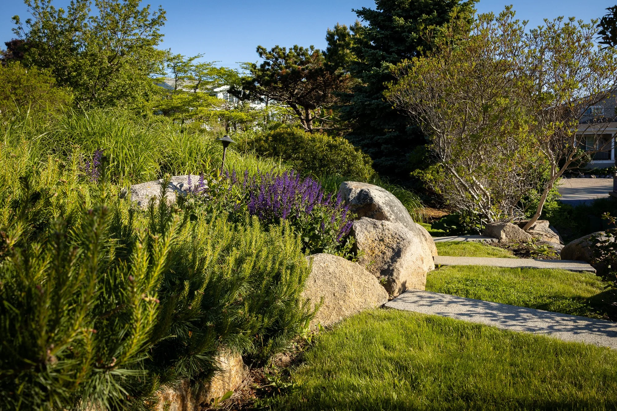 A landscaped front yard with green grass, large rocks, purple flowers, bushes, and tall trees under a clear blue sky.