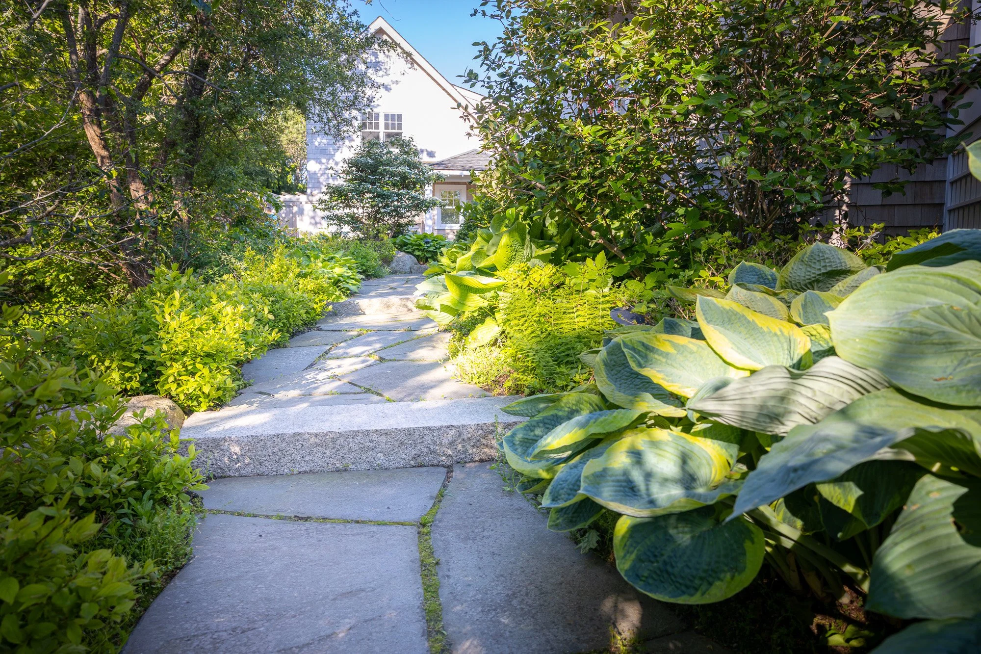 Stone pathway surrounded by lush green plants and trees in a backyard.