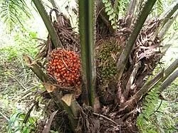 The Palm-oil Project