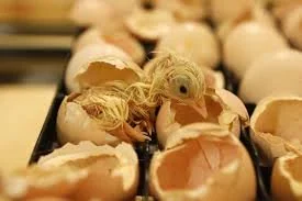 The Hatchery Project
