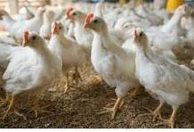 The Broiler Project