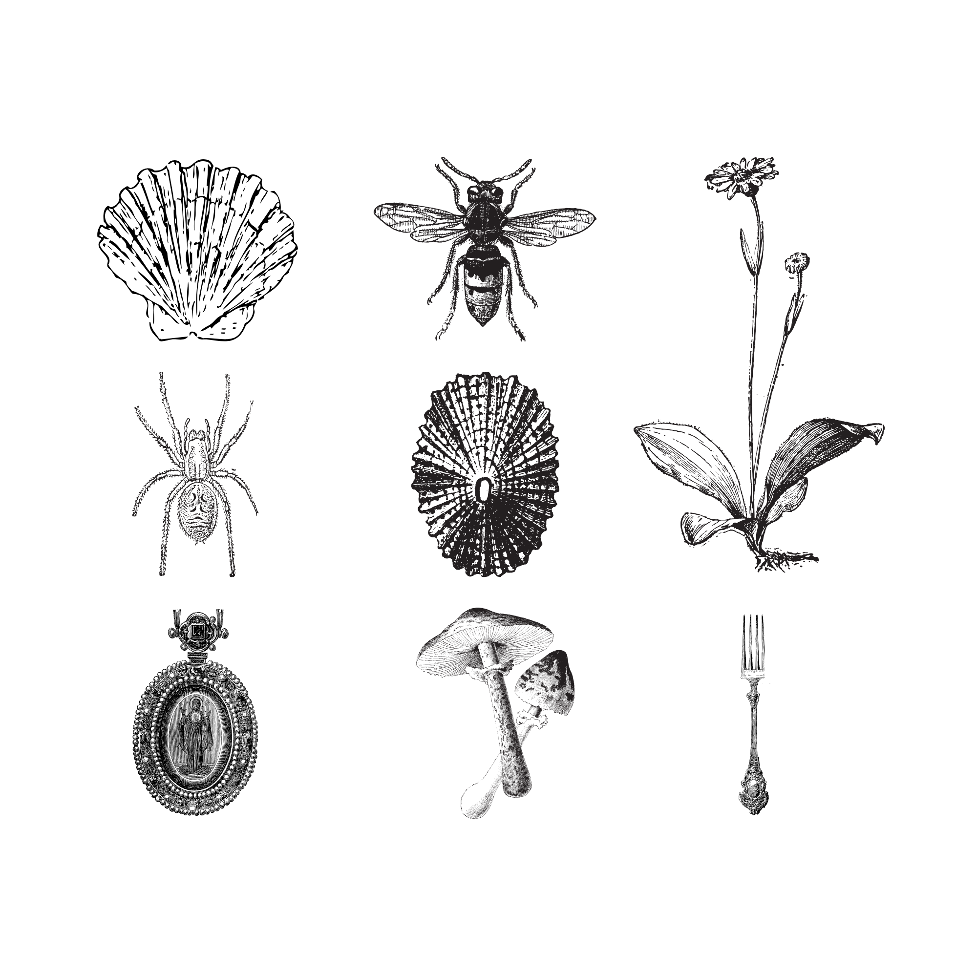 Black silhouette of various insects, flowers, and shells on a black background.