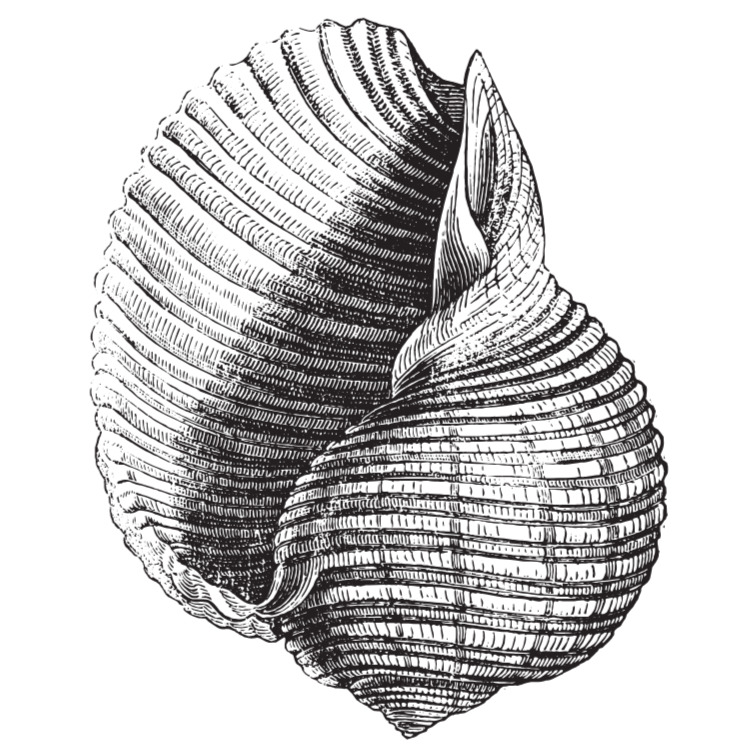 A black and white illustration of a seashell with intricate line details.