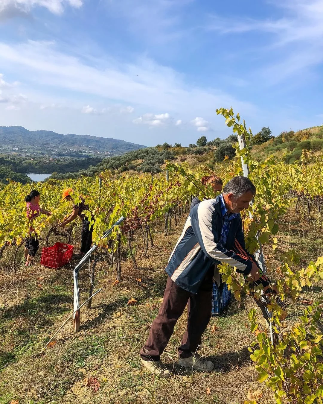 People harvesting grapes in a vineyard on a sunny day with rolling hills in the background.