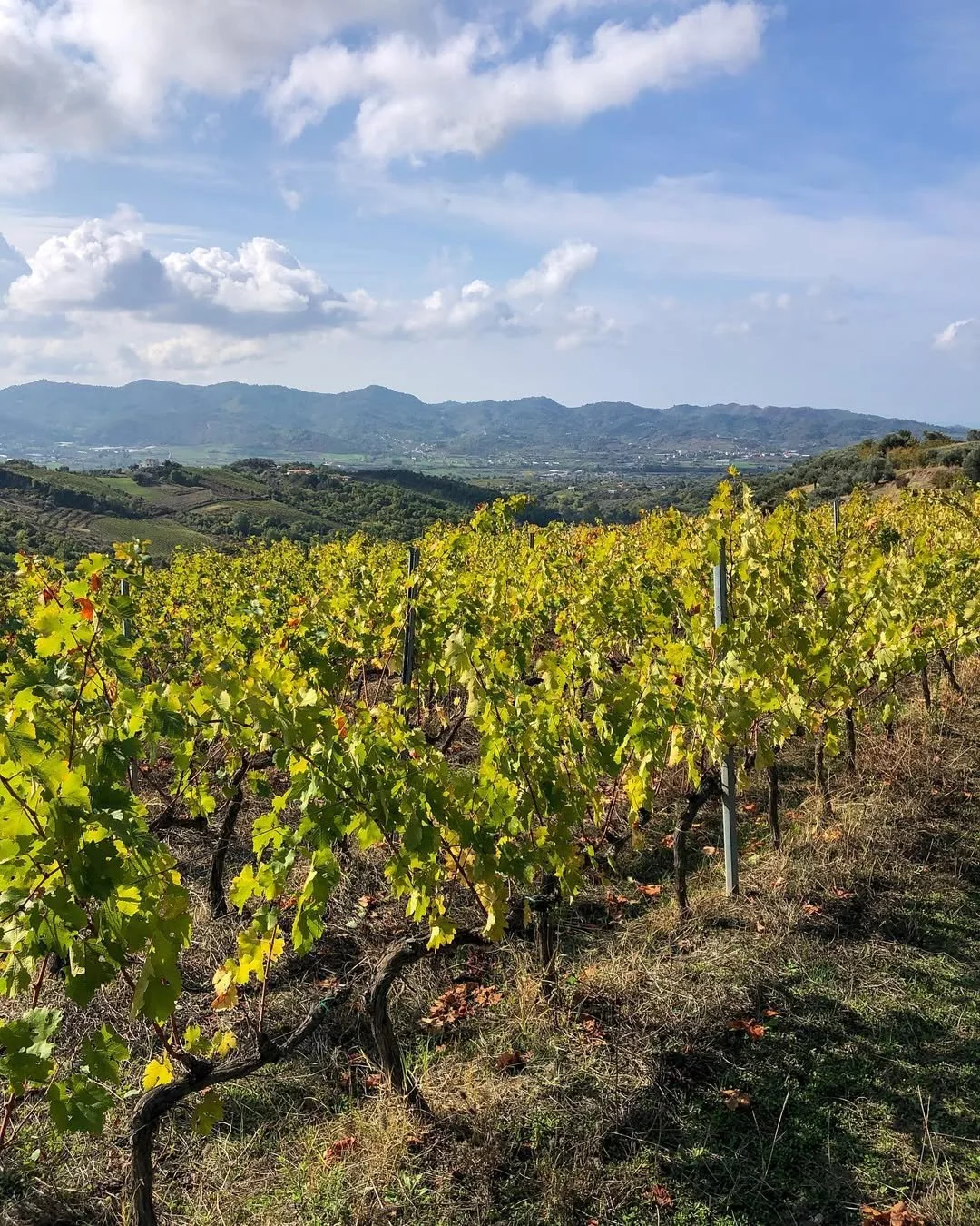 Vineyard showing rows of grapevines with green and yellow leaves under a partly cloudy sky, with hills and mountains in the background.