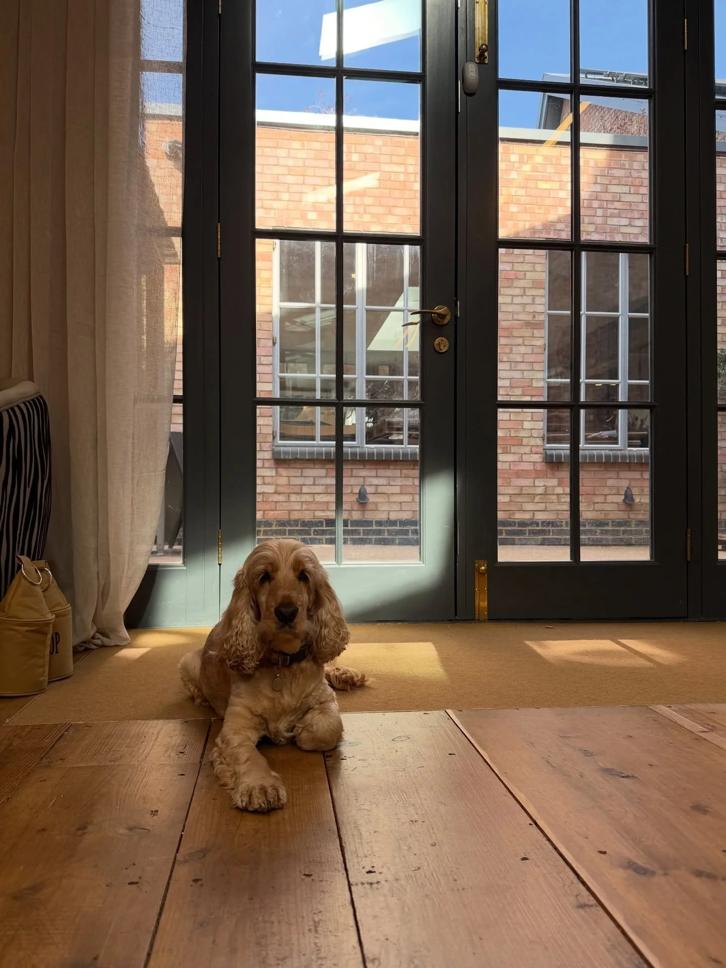 He loves a sunny spot ☀️

#kewpilates #kewreformer #dogsandpilates