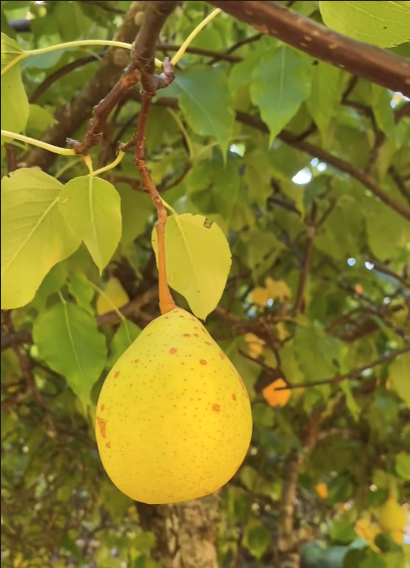 Anjou Pears