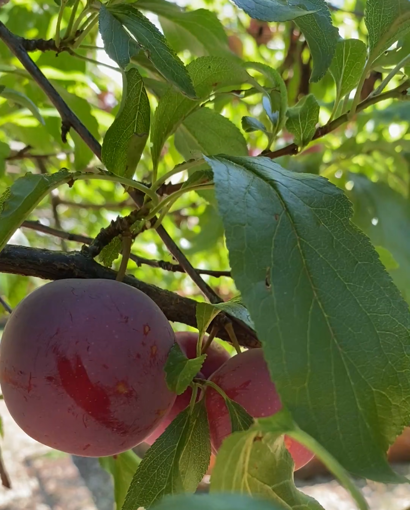 Santa Rosa Plums
