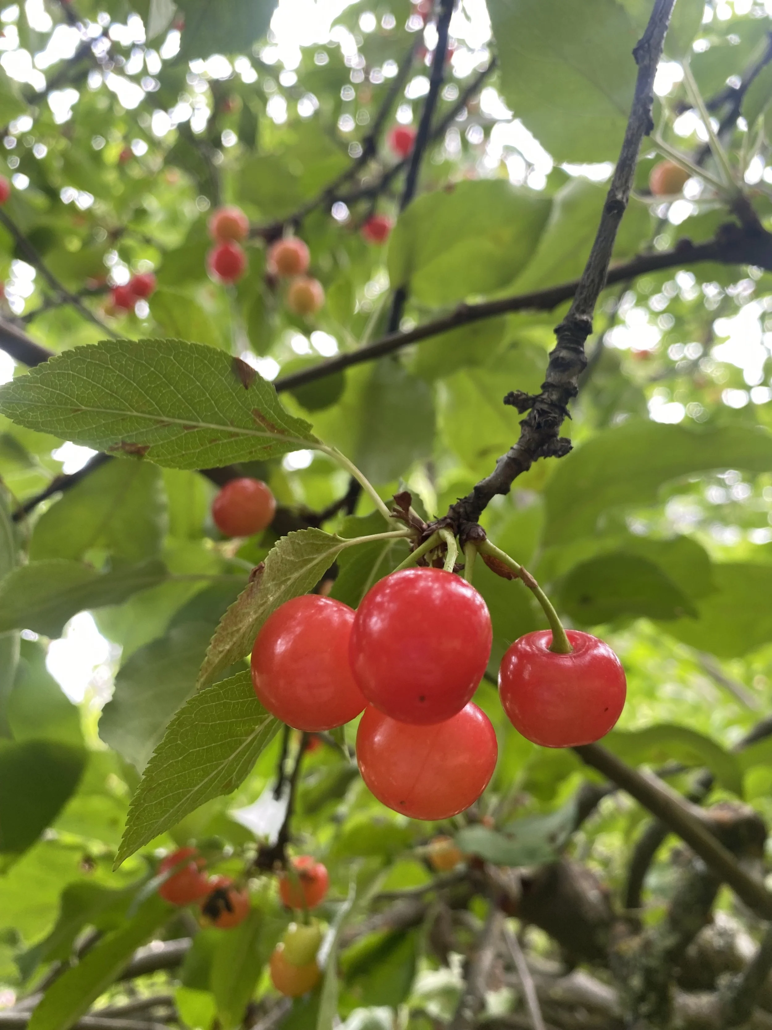 Sour Cherries
