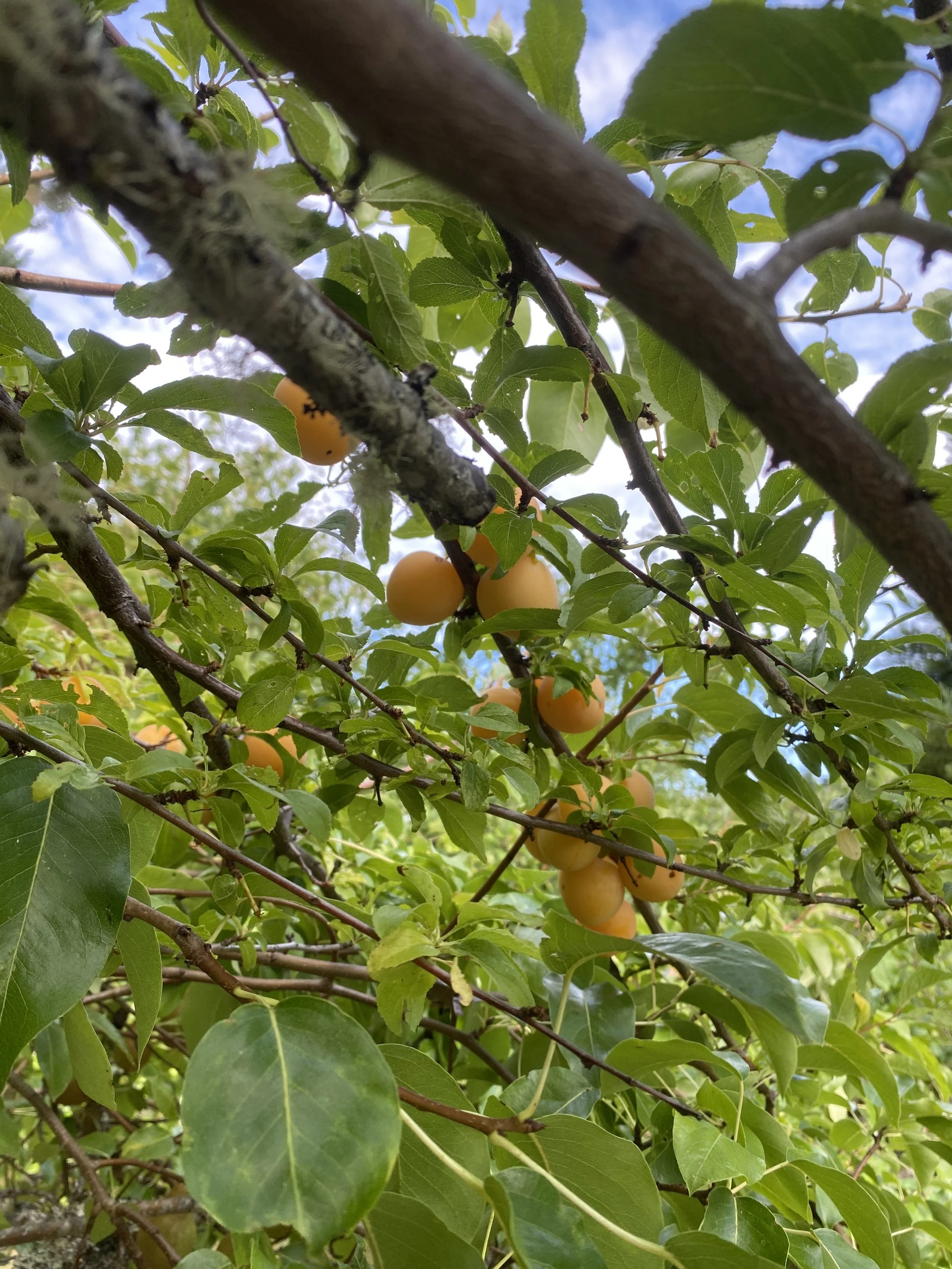 Golden Plums