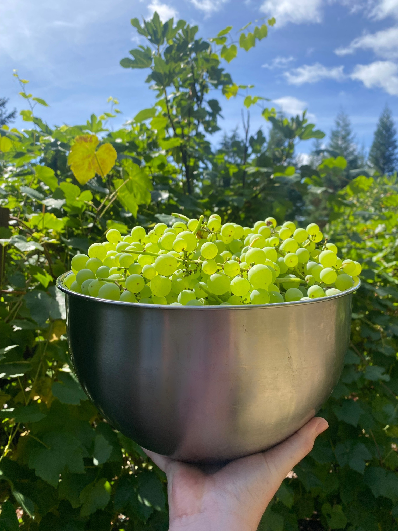 Grapes (variety)