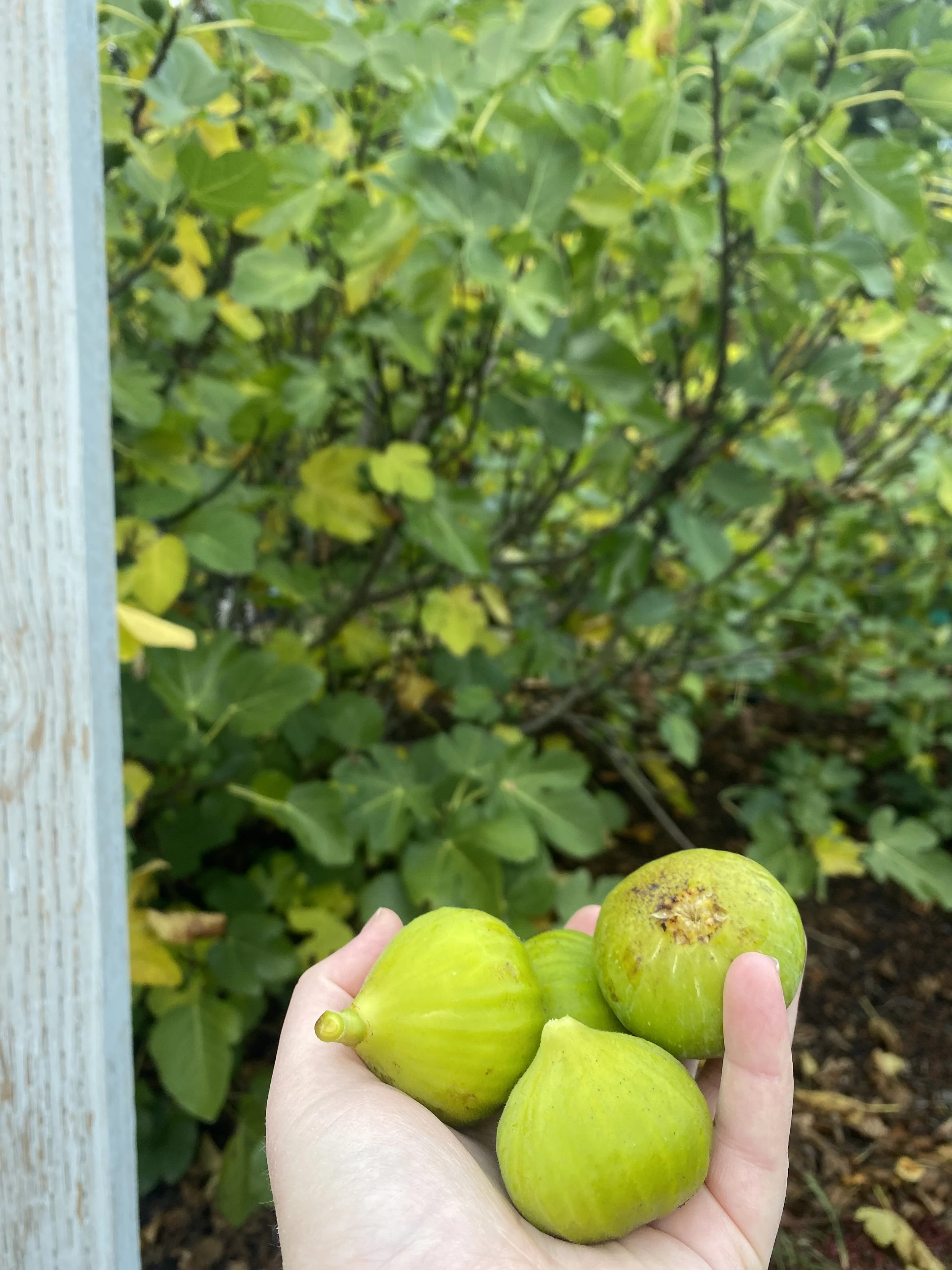 Figs