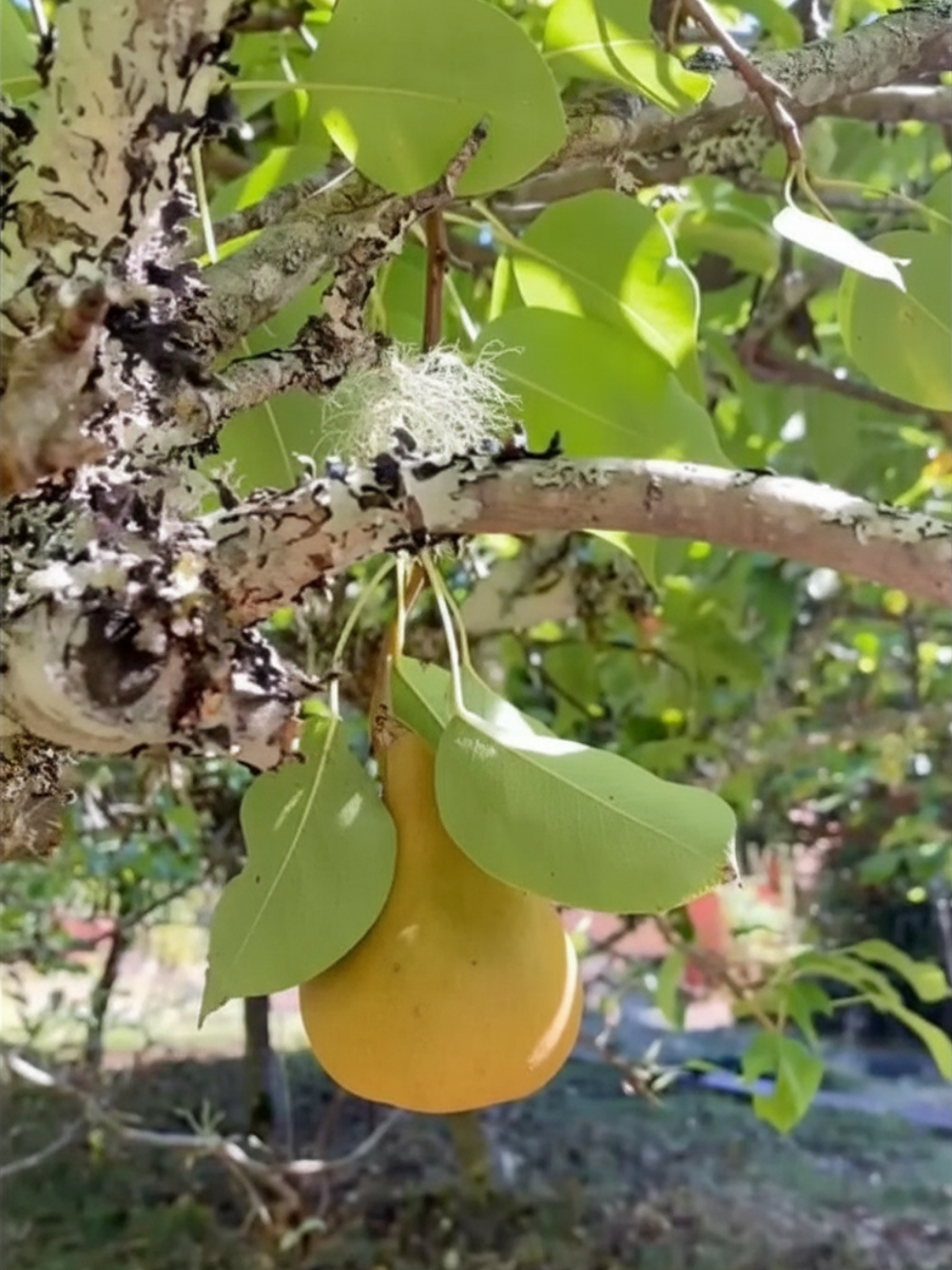 Bosc Pears