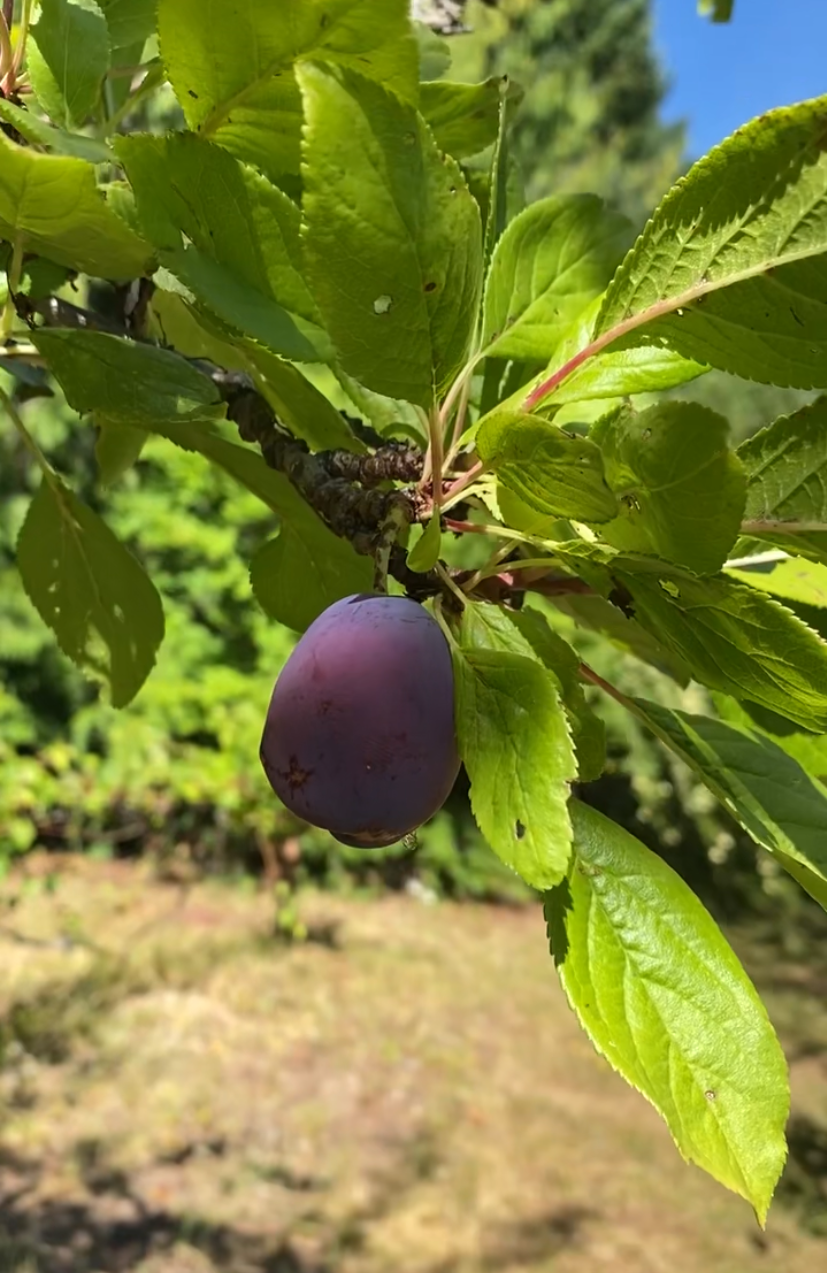 Purple Plums