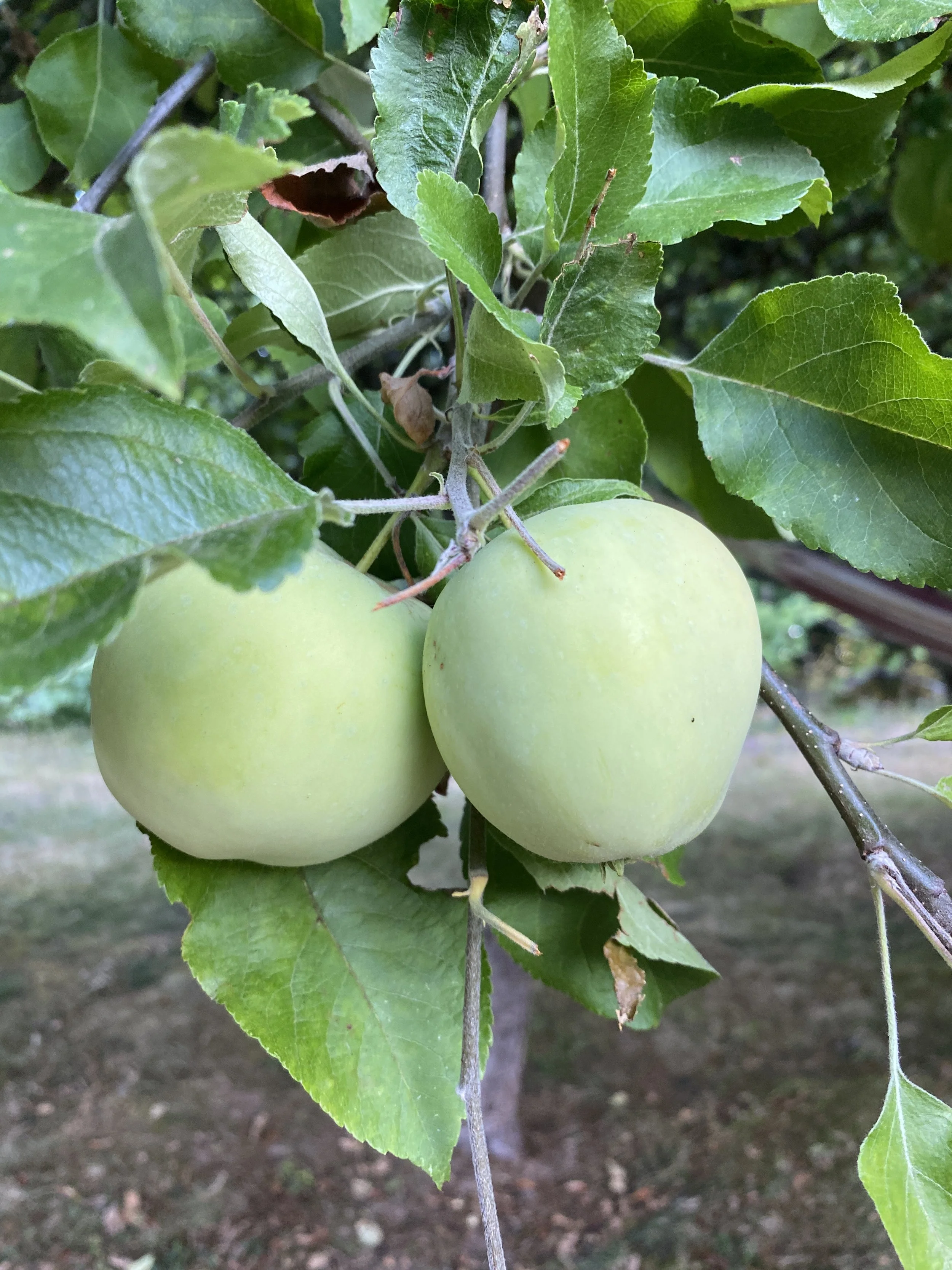 Green Apples