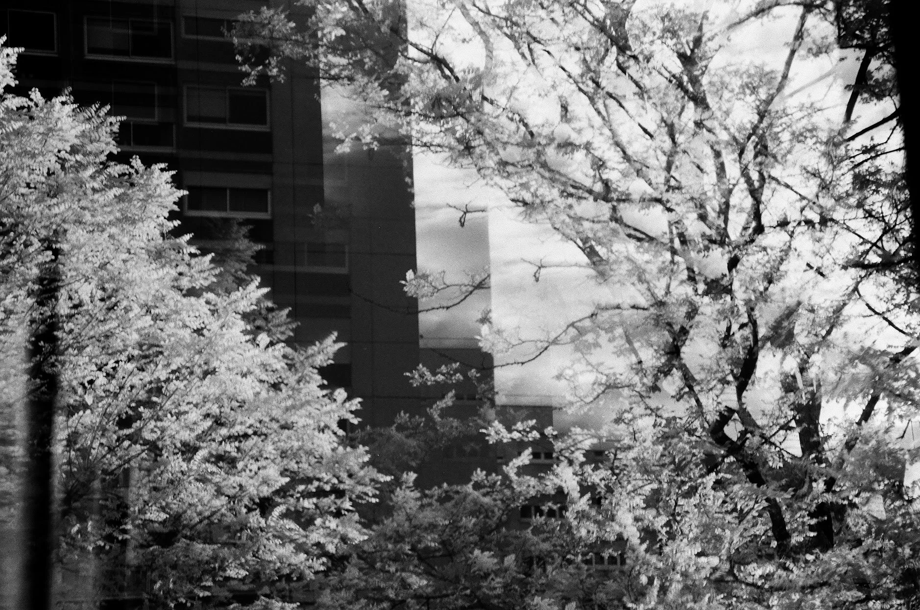 Elena Bueriberi copyright - Paris Infrared8.jpg