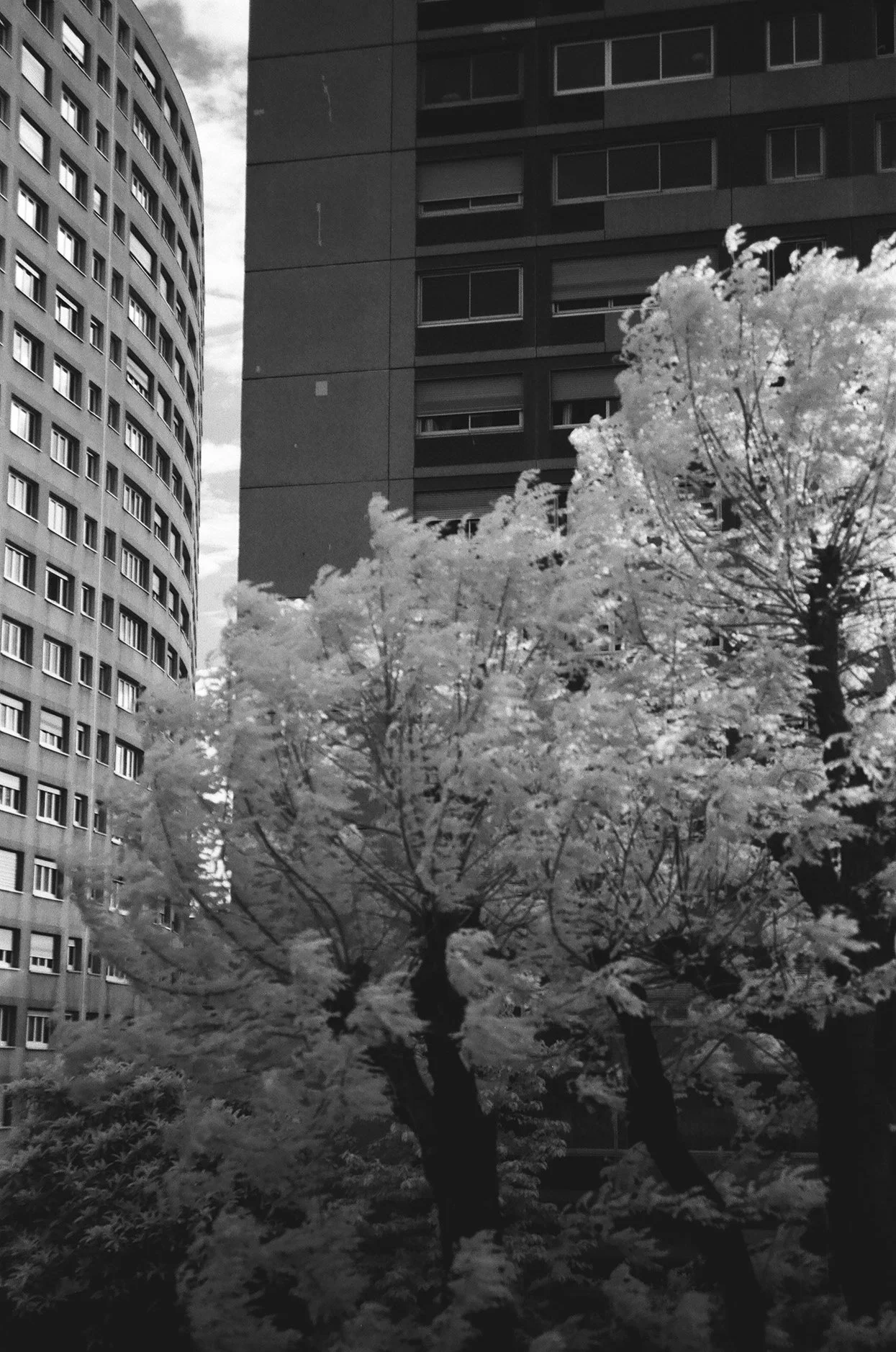 Elena Bueriberi copyright - Paris Infrared9.jpg