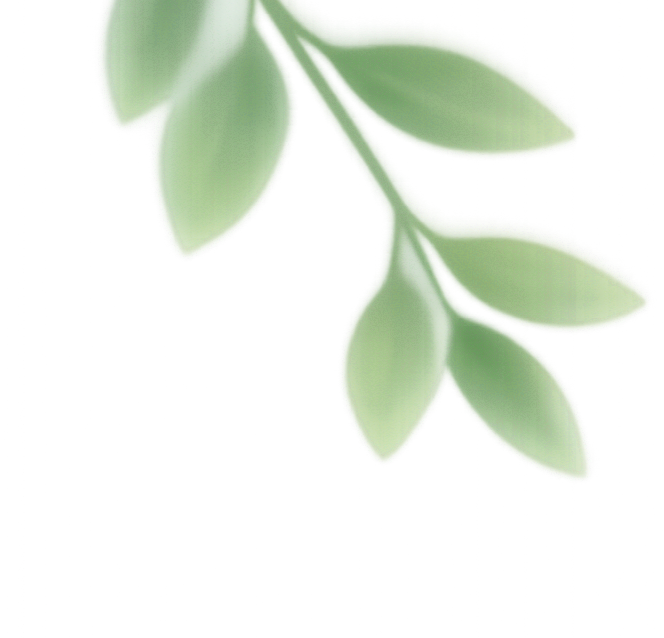 Close-up of a branch with green, oval-shaped leaves.