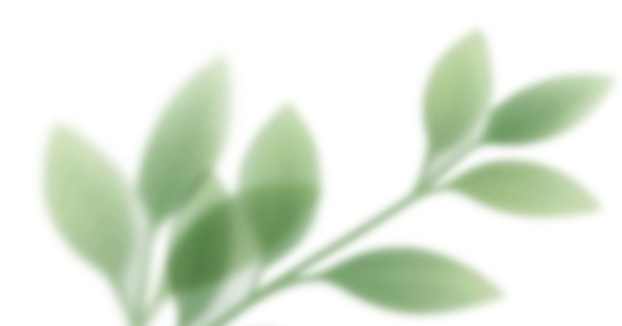 Close-up of fuzzy green succulent plant leaves.