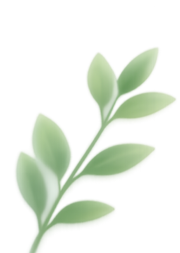 A close-up of a green leafy plant or herb with smooth, oval-shaped leaves.