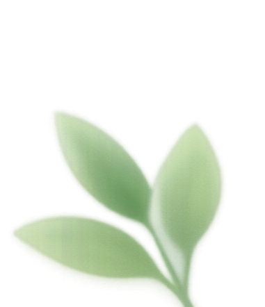Close-up of a green succulent plant with thick, fleshy leaves against a dark background.