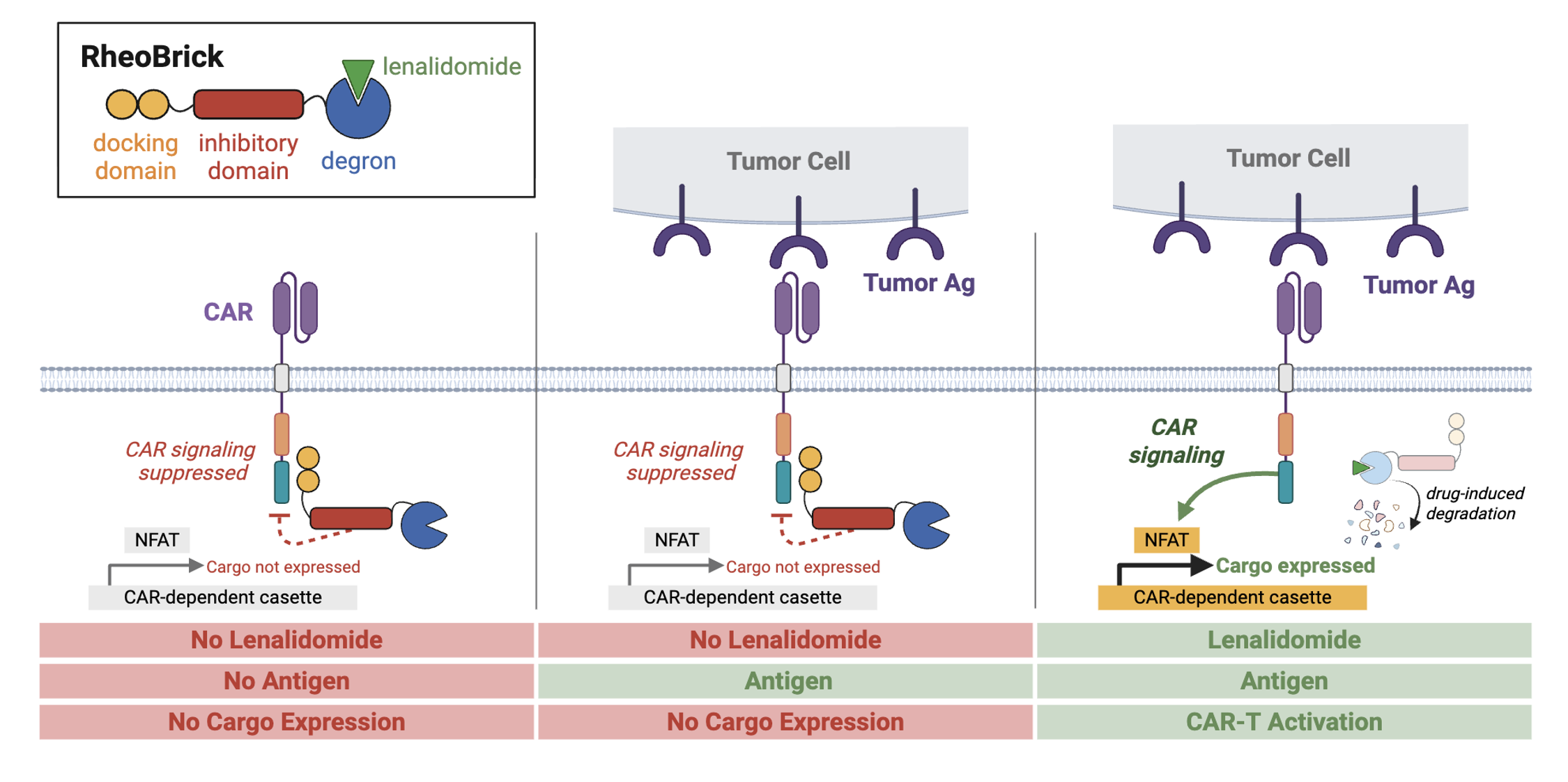 Diagram of RheoBrick showing three scenarios: no lenalidomide, no antigen, no cargo expression; no lenalidomide, no antigen, cargo not expressed; lenalidomide, antigen, cargo expressed. Each scenario illustrates tumor cell interaction with CAR T cells, indicating CAR signaling suppression or activation, and drug-induced degradation.