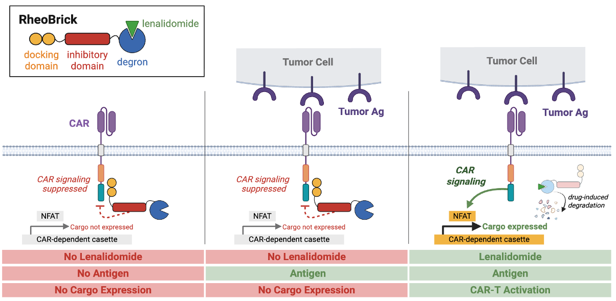 Diagram illustrating how lenalidomide affects CAR T-cell therapy in tumor cells. The first two panels show typical CAR signaling suppressed without lenalidomide. The third panel demonstrates lenalidomide promoting CAR signaling, cargo expression, and CAR-T activation, with the drug inducing degradation of inhibitory components.