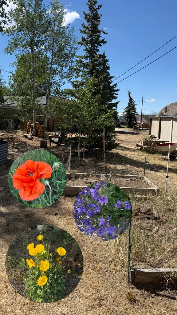 A Meadow From My Own Block