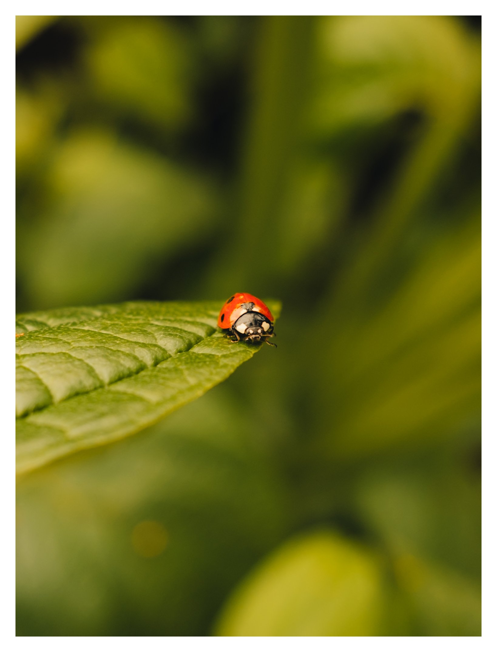 Close-up of a ladybug on a green leaf with a blurred background.