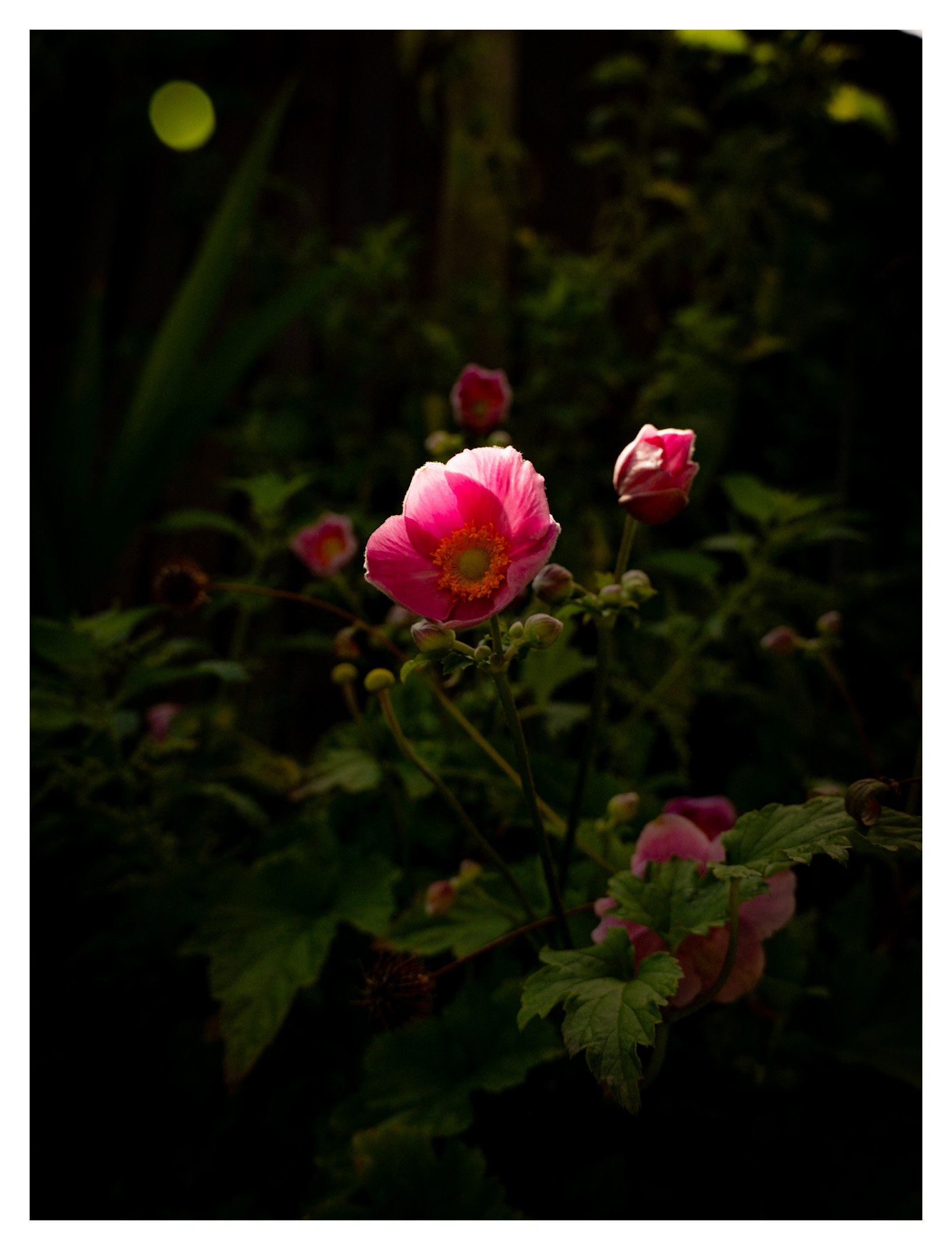 Close-up of pink and white flowers with a yellow center, surrounded by green leaves, in a dark outdoor setting.